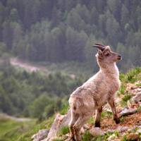 Jeune bouquetin © Fonds médiathèque photo du Vercors - Agnès Bayer