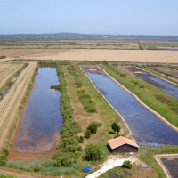 Les marais de Neyran, nord Médoc - Syndicat mixte Pays Médoc, Zoé TV et Databirds