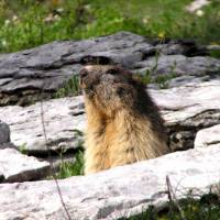 Marmotte © Fonds médiathèque photo du Vercors - Agnès Bayer