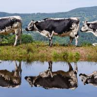 Vaches vosgiennes©Benoit Facchi