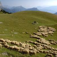 Moutons © Fonds médiathèque du PNR Vercors