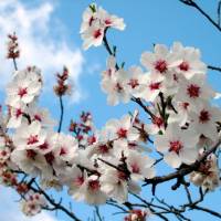 Fleurs prunus © FPNDF / CB