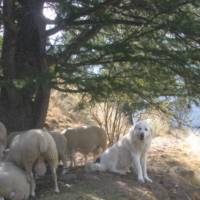 Patou (Chien de montagne des Pyrénées) © PNR Queyras