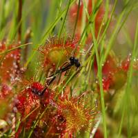 Drosera © F. Jouandoudet - PNRLG