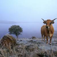 Vache Aubrac devant le lac de Saint-Andéol
