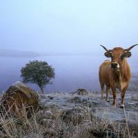 Vache Aubrac devant le lac de Saint-Andéol