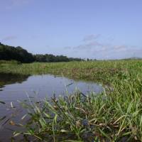 Marais de kaw © FPNRF/MR