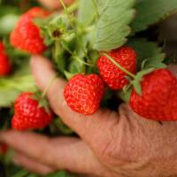Producteur de fraises de Landas©PNR Scarpe-Escaut/Samuel Dhote