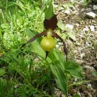 Sabot de Vénus © Fonds Médiathèque du Parc naturel régional du Vercors/D. Leroy