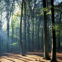 Forêt de Raismes-Saint amand-Wallers©PNR Scarpe-Escaut/Samuel Dhote