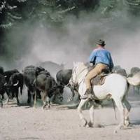 Taureaux © PNR Camargue