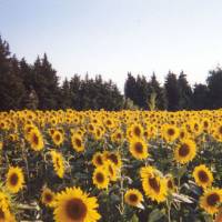 Champ de tournesols © PNR des Alpilles