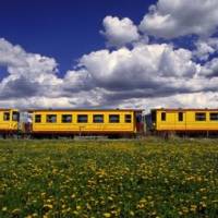 Train jaune et pissenlits © Paul Delgado