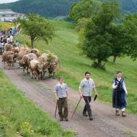 Transhumance ferme auberge du Treh© Benoit Facchi