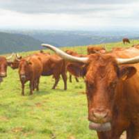 Troupeau de vaches Salers © Ph-Pionin/PNR Volcans d'Auvergne