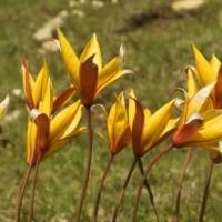 Tulipes © PNR Verdon/JP Gallet