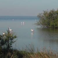 Vaccarès et flamants © J.Faure/PNR Camargue