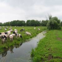 Vaches du Parc naturel de l'Avesnois © CB/FPNRF