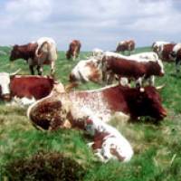 Vaches ferrandaises © Marc Sagot/PNR volcans d'Auvergne