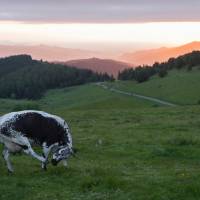 Vache vosgienne©Benoit Facchi