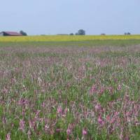 Vue d'une plaine avec du sainfoin © PNR Gâtinais/ Nicolas Flament