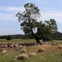 Agropastoralisme dans le Parc des Alpilles