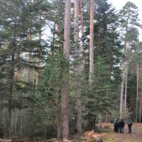 Foret d'Aubure, 2nd prix dans les Ballons des Vosges - PNR Ballons des Vosges