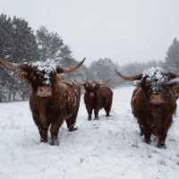 Bovins Higland cattle sous la neige