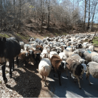 Transhumance brebis