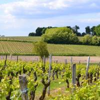 Vignoble du chinonais©PNR Loire Anjou Touraine