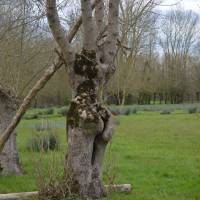 Frêne tétard, arbre emblématique du Marias poitevin