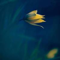 Tulipe jaune sauvage