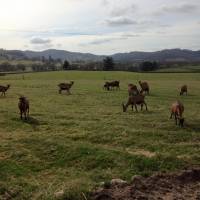 © Les Chèvres de Charmasse / Parc naturel régional du Morvan