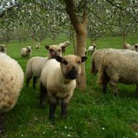 Ferme de Mailhac