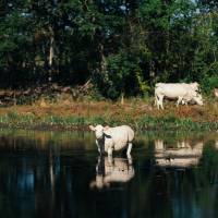 Lorraine - Viande bovine biologique - RAMSAR