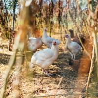 Lorraine - Poulets fermiers