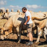 Lorraine - Viande bovine biologique