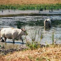 Lorraine - Viande bovine biologique - RAMSAR