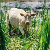 Lorraine - Viande bovine - RAMSAR