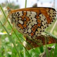 Melithea cinxia en Brenne-PNR Brenne