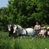 Percherons de l'Absoudière © Jean-Léo Dugast / PNP Perche