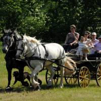 Percherons de l'Absoudière © Jean-Léo Dugast / PNP Perche