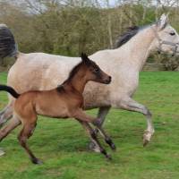 Les chevaux du Domaine de Courcelles