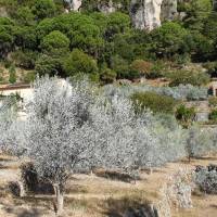 Olives en Provence - PNR Sainte-Baume
