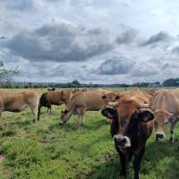 Les vaches de Virginie de race Aubrac