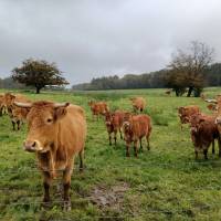 Les vaches limousines 