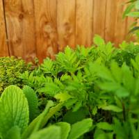 Plants B ©PNRLAT
