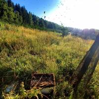 les abeilles dans le bocage