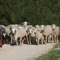 La Ferme au Chapeau Vert - Les Bouchoux - Crédit : La Ferme au Chapeau Vert