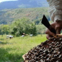 L'Abeille de François, au travail sur la ruche